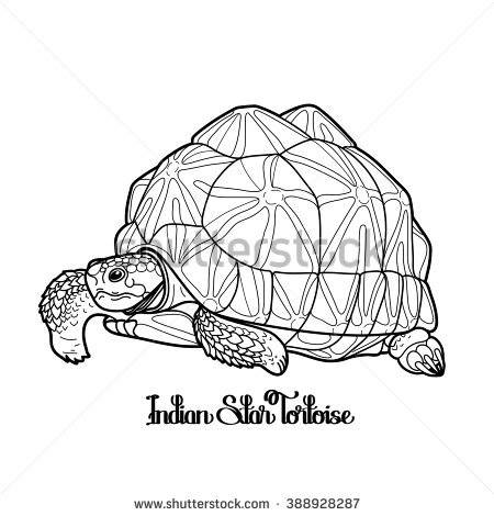 Indian Star Tortoise coloring #20, Download drawings