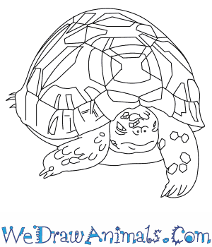 Indian Star Tortoise coloring #18, Download drawings