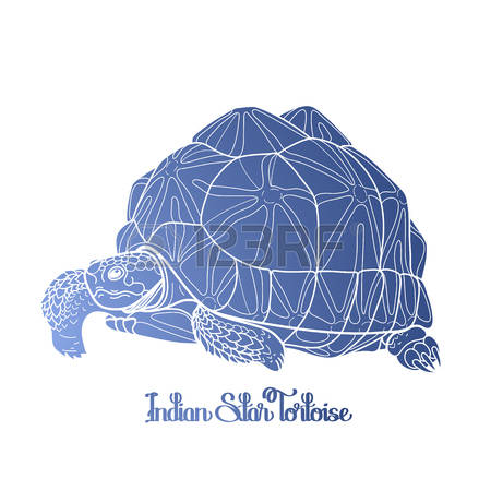 Indian Star Tortoise coloring #13, Download drawings