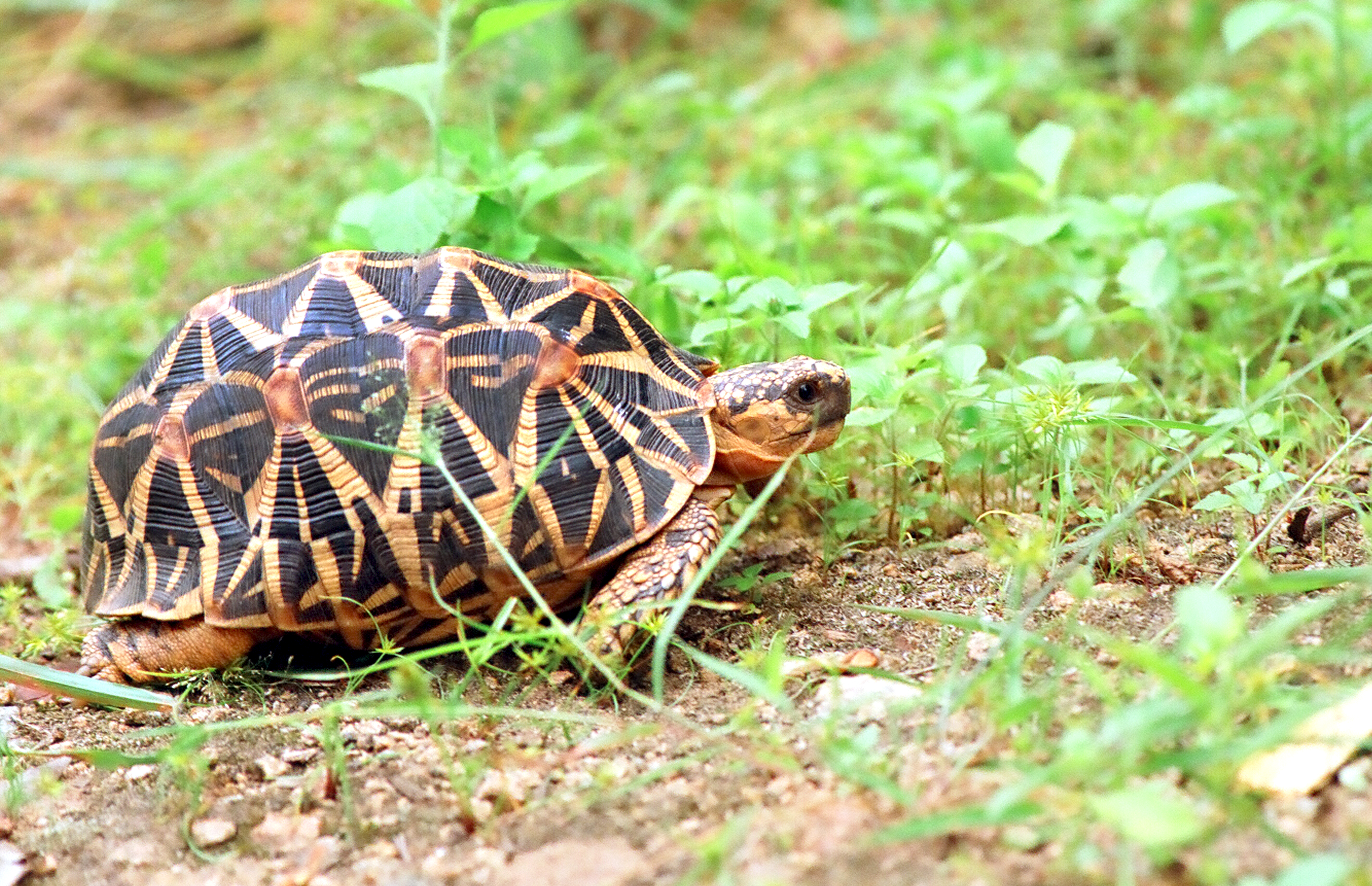Indian Star Tortoise svg #2, Download drawings
