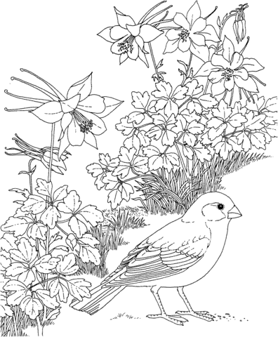 Snow Bunting coloring #1, Download drawings