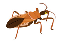 Insect clipart #19, Download drawings