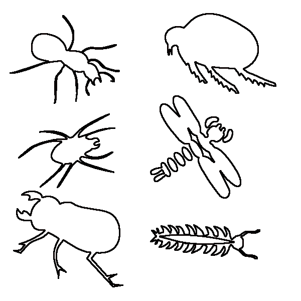 Insect coloring #4, Download drawings