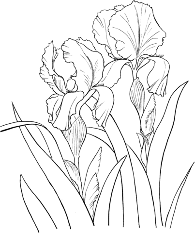 Iris coloring #16, Download drawings