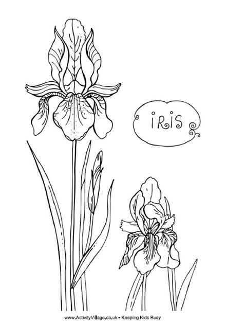 Iris coloring #11, Download drawings