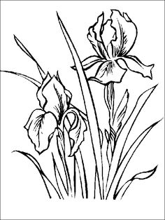 Iris coloring #10, Download drawings