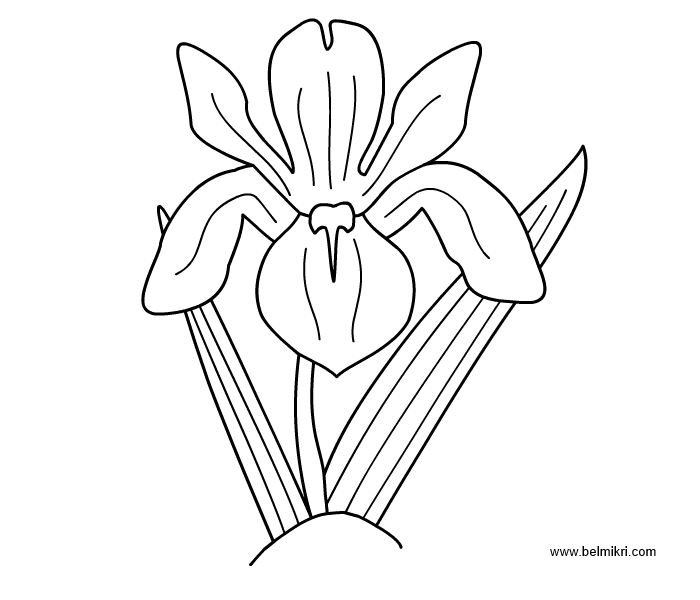 Iris coloring #6, Download drawings