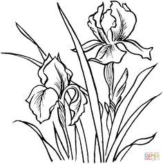 Iris coloring #8, Download drawings