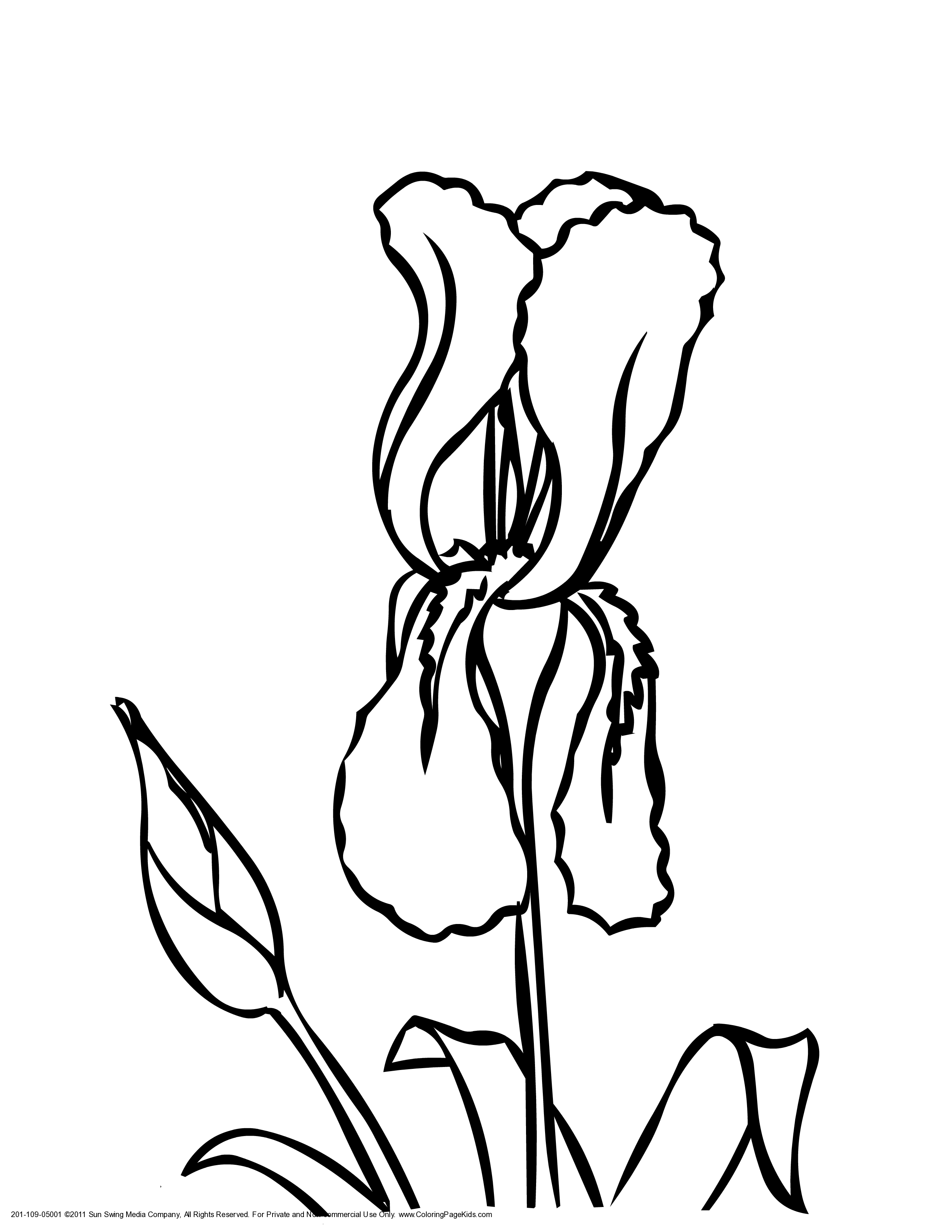Iris coloring #3, Download drawings