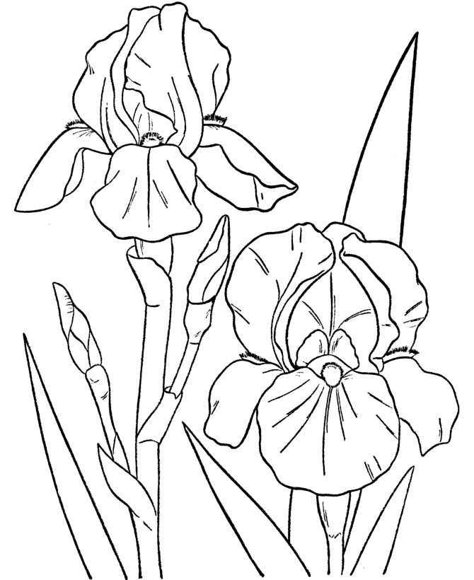 Iris coloring #4, Download drawings