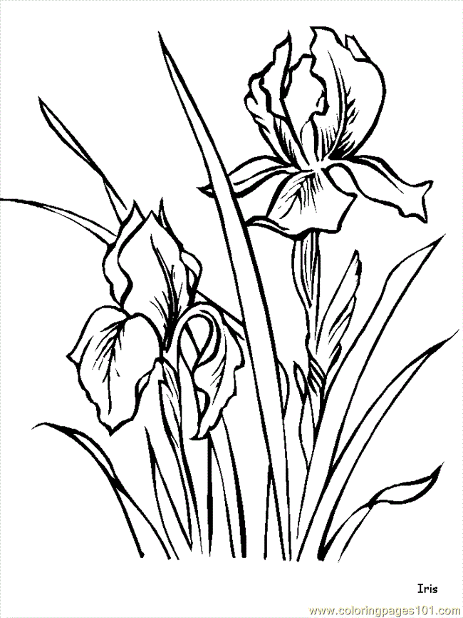 Iris coloring #14, Download drawings