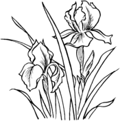 Iris coloring #13, Download drawings