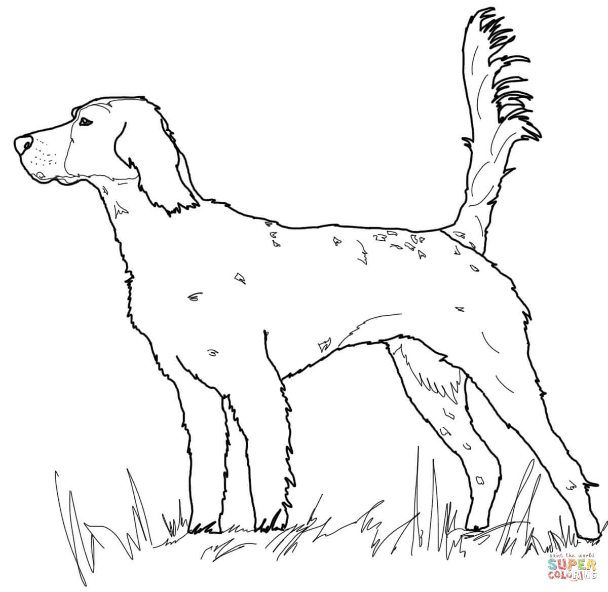 Red Setter coloring #12, Download drawings