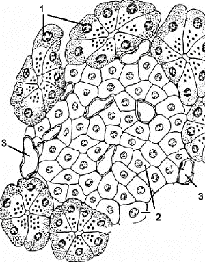 Islets coloring #2, Download drawings