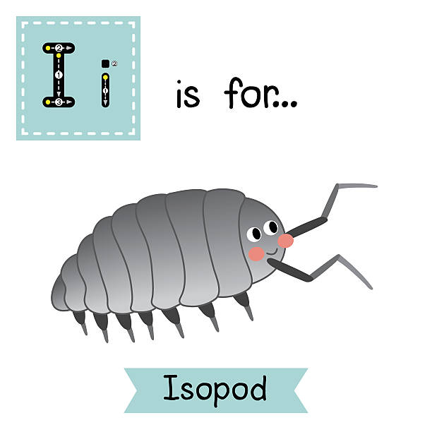 Isopod clipart #16, Download drawings
