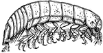 Isopod clipart #3, Download drawings