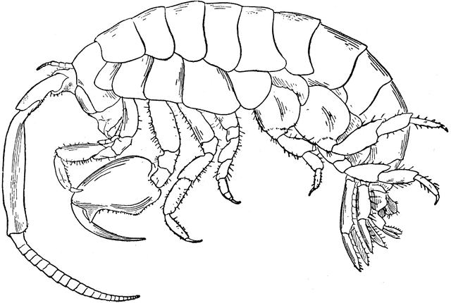Isopod clipart #17, Download drawings
