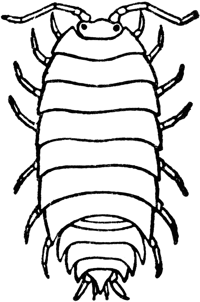 Isopod clipart #9, Download drawings