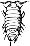 Isopod clipart #10, Download drawings