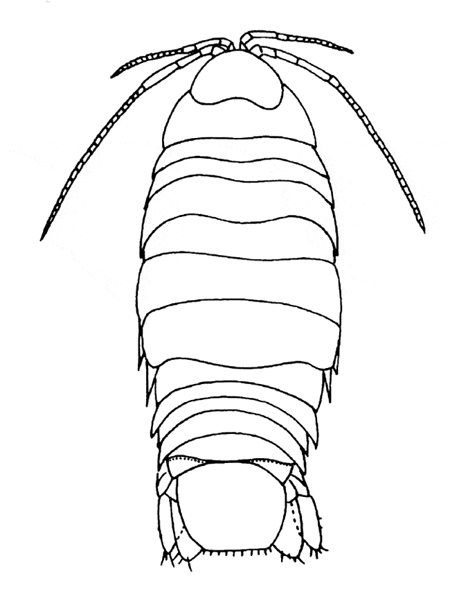 Isopod coloring #18, Download drawings