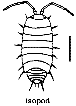 Isopod coloring #13, Download drawings