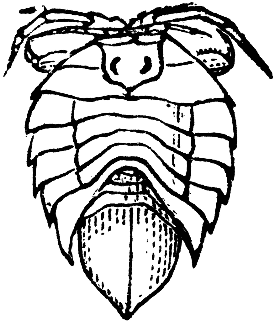 Isopod coloring #7, Download drawings