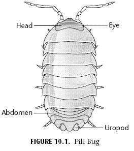 Isopod coloring #3, Download drawings