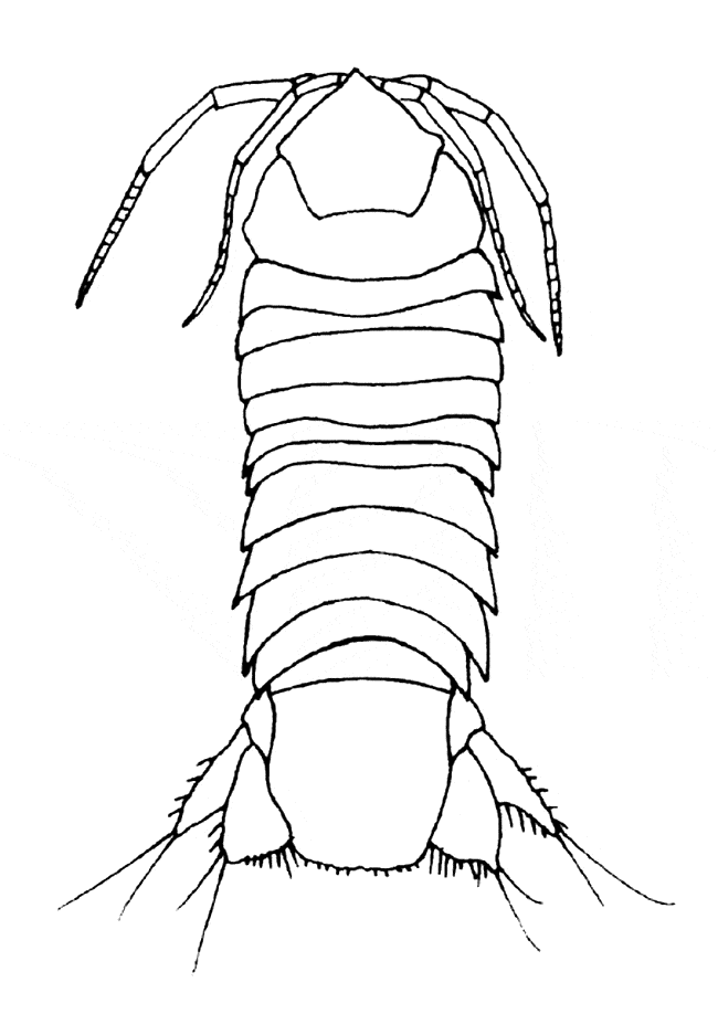Isopod coloring #17, Download drawings