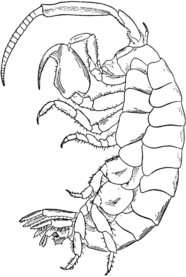 Isopod coloring #14, Download drawings