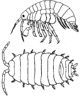 Isopod coloring #19, Download drawings