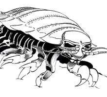 Isopod coloring #15, Download drawings
