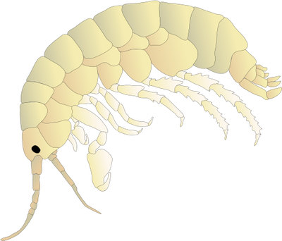 Isopod svg #9, Download drawings
