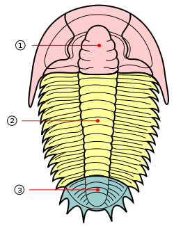 Isopod svg #14, Download drawings