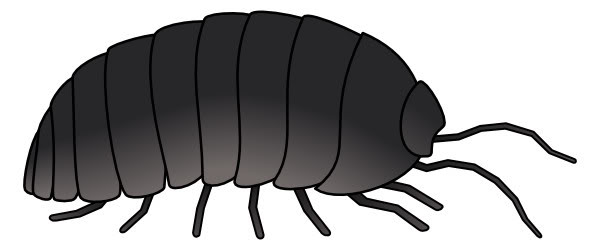 Isopod svg #18, Download drawings