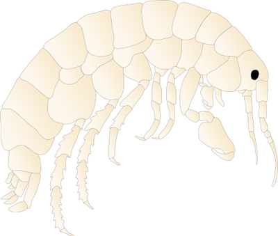 Isopod svg #16, Download drawings