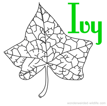 Ivy coloring #14, Download drawings