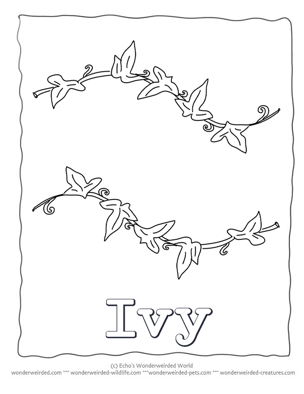 Ivy coloring #16, Download drawings
