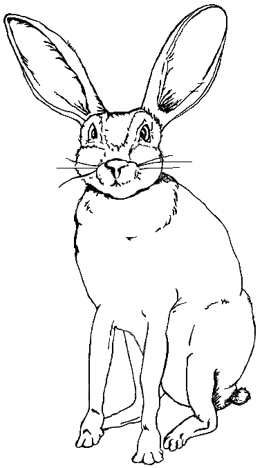 Jack Rabbit coloring #20, Download drawings