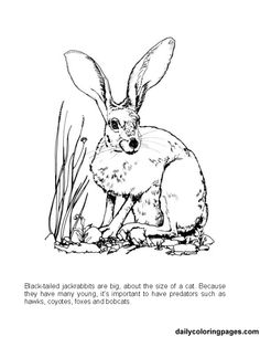 Jack Rabbit coloring #14, Download drawings