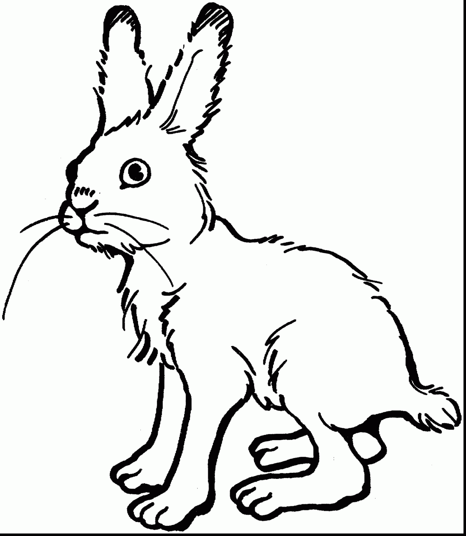 Jack Rabbit coloring #11, Download drawings