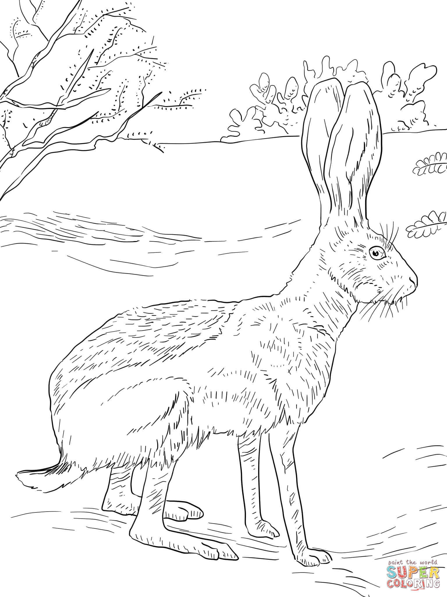 Jack Rabbit coloring #2, Download drawings