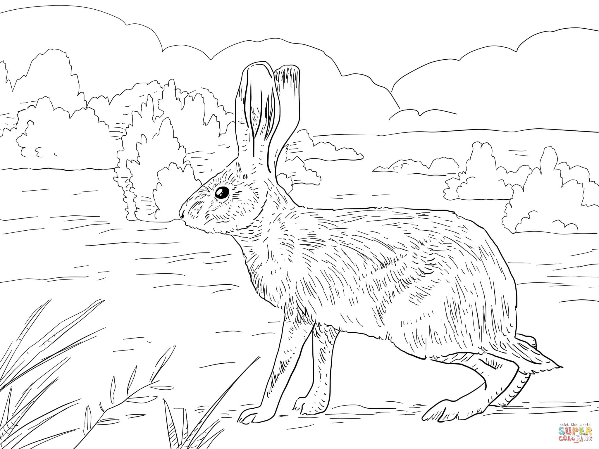 Jack Rabbit coloring #8, Download drawings