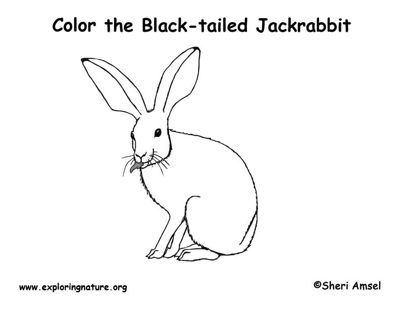 Jack Rabbit coloring #13, Download drawings