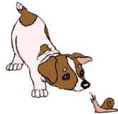 Jack Russell Terrier clipart #9, Download drawings