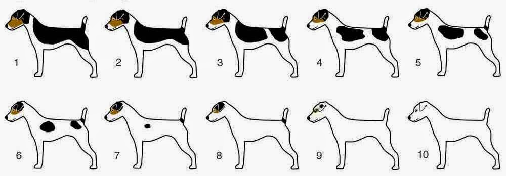 Jack Russell Terrier coloring #16, Download drawings
