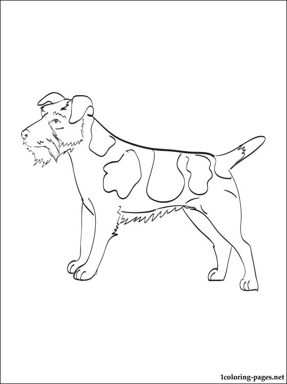 Jack Russell Terrier coloring #1, Download drawings