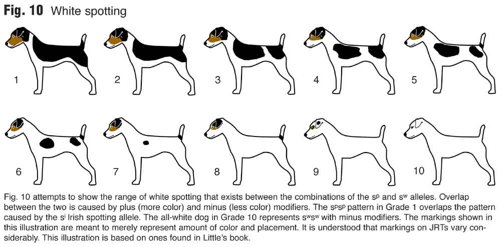 Jack Russell Terrier coloring #2, Download drawings