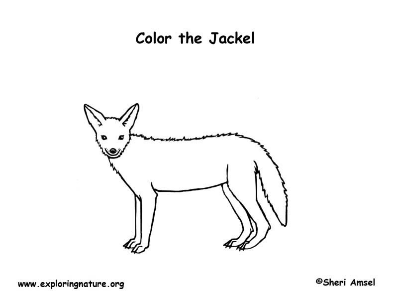 Jackal coloring #10, Download drawings