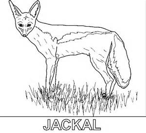 Jackal coloring #11, Download drawings