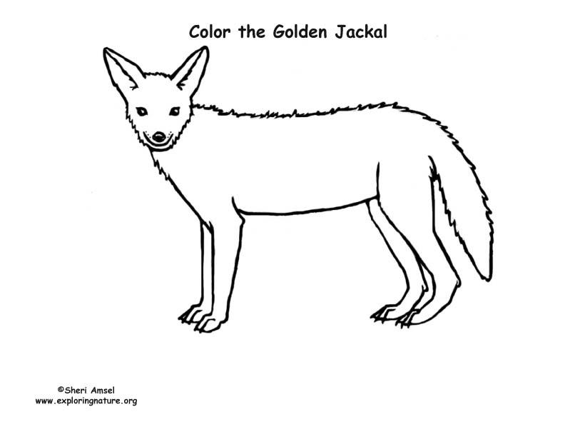 Jackal coloring #18, Download drawings